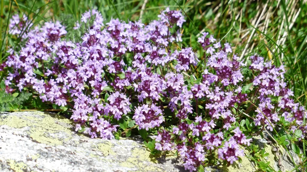 Tomilho Selvagem Vermelho: um jardim que não precisa de cortes frequentes, repele insetos naturalmente e ainda perfuma o ar com um delicioso aroma de limão..."