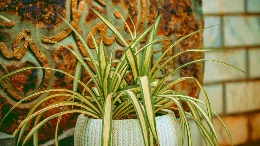 Planta-aranha com folhas verdes e listras brancas em um vaso branco ao lado de uma parede rústica de um jardim.